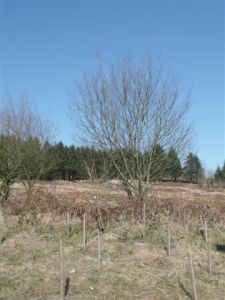 Trees were planted on the eastern end of the Estate. This land has great potential for new woodlands.
